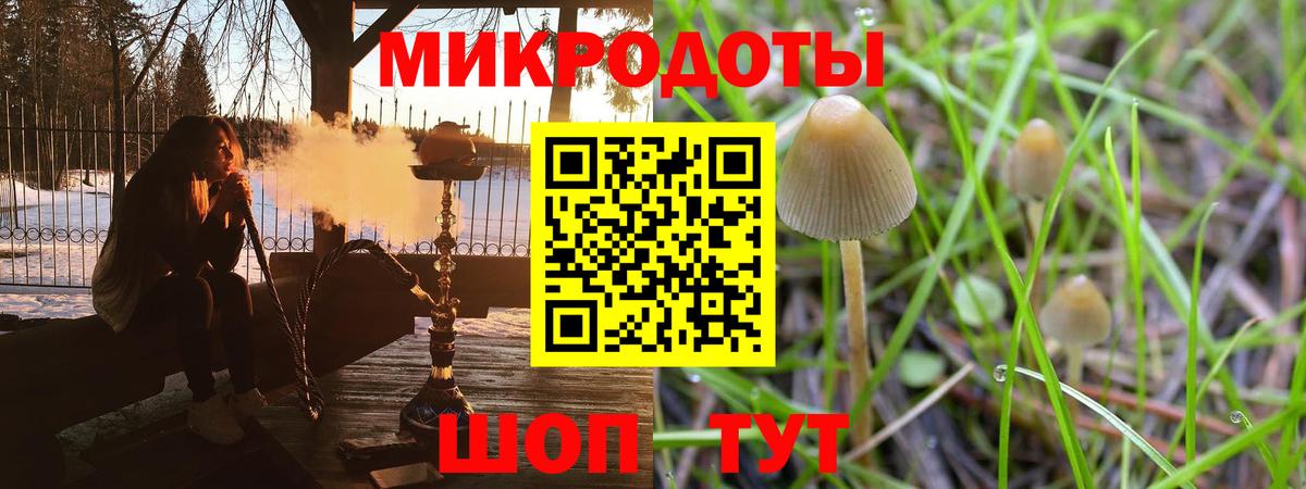 Новозыбков  купить закладку  Вход с VPN  Псилоцибиновые грибы мицелий 