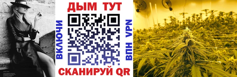 Конопля план  Новозыбков 